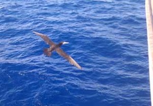 It was generally very difficult to photo the animals that came near the ship as they came and went so fast, but this bird flew very close to the front of the ship as we were nearing Guatemala